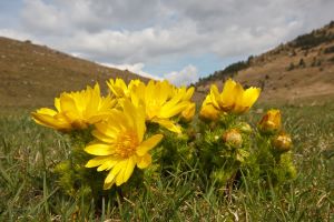 Adonis vernalis