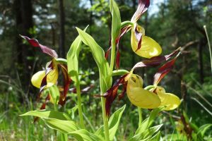 Cypripedium calceolus