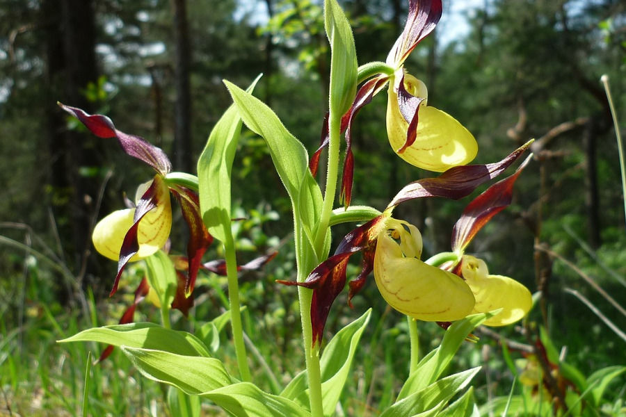 Cypripedium calceolus
