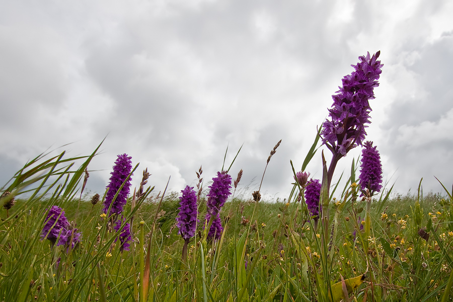 Dactylorhiza majalis