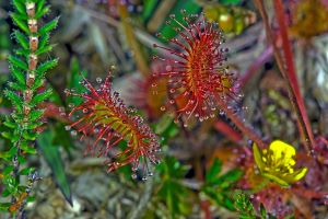 Drosera rotundifolia