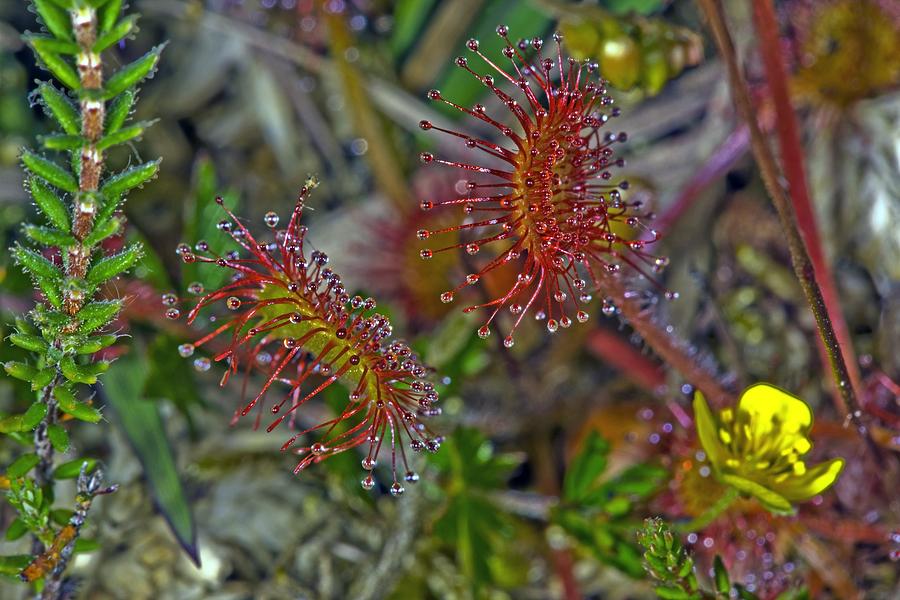 Drosera rotundifolia