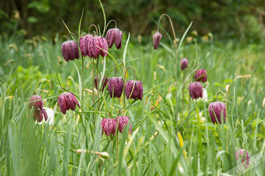 Fritillaria meleagris