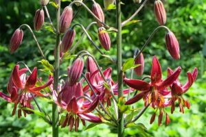 Lilium martagon
