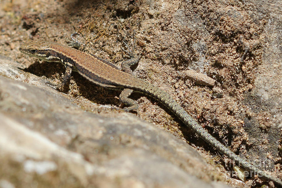 Lacerta-praticola