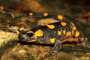 Salamandra-salamandra