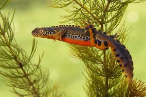 Triturus-alpestris