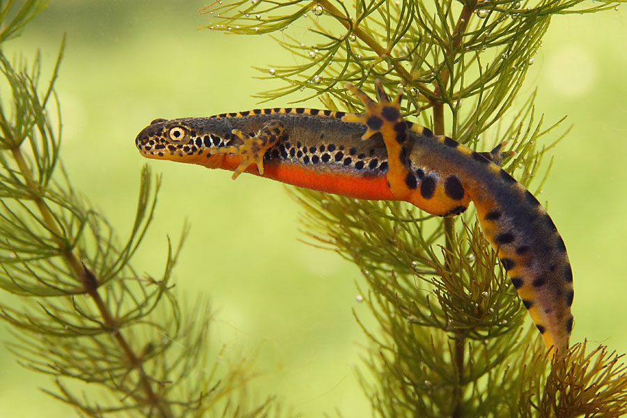 Triturus-alpestris