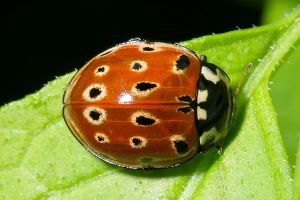 Anatis-ocellata
