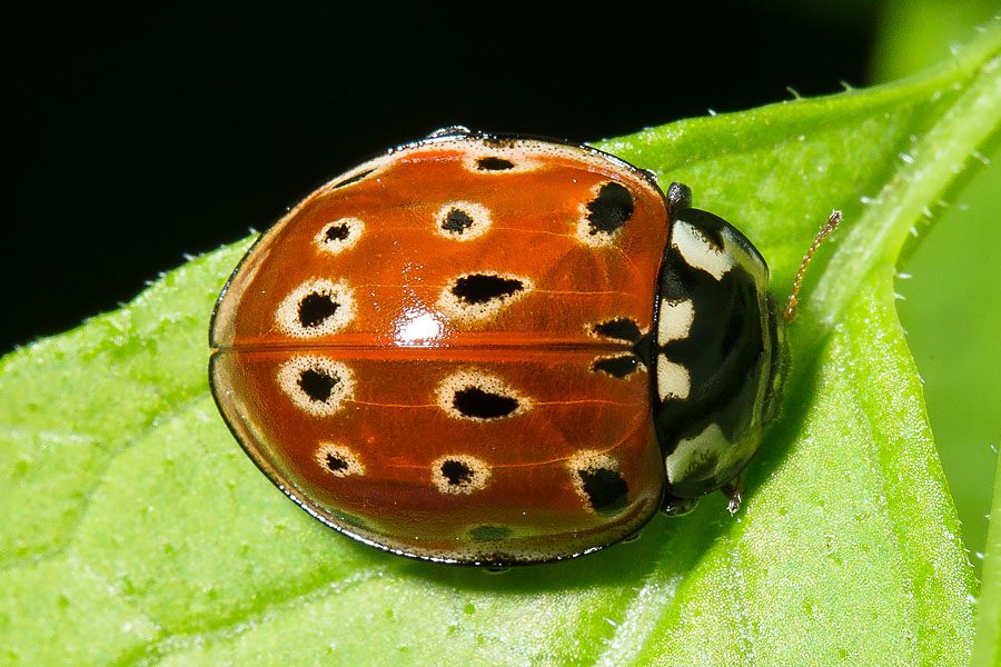 Anatis ocellata