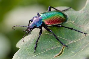 Calosoma-sycophanta