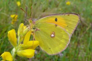 Colias myrmidone