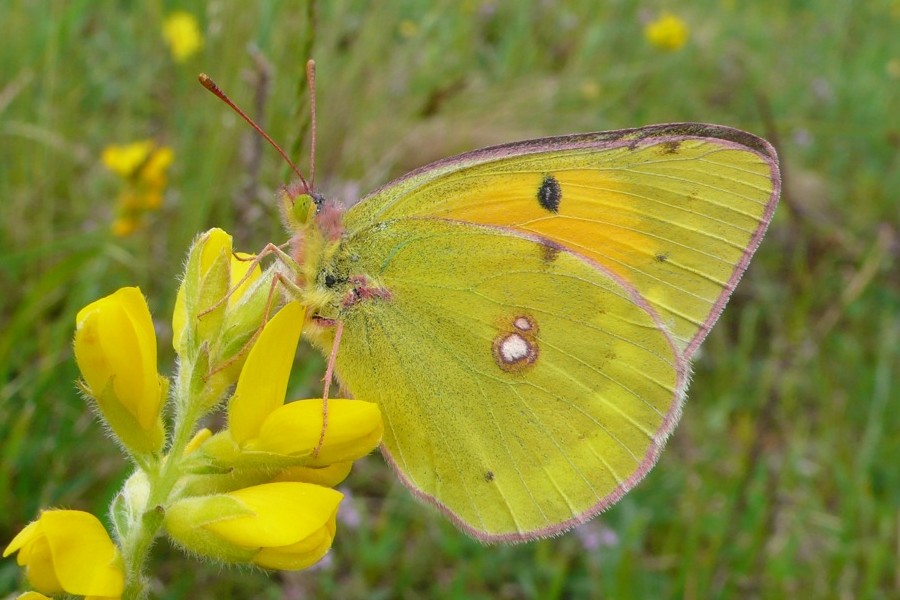 Colias myrmidone