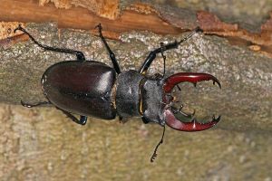 Lucanus-cervus