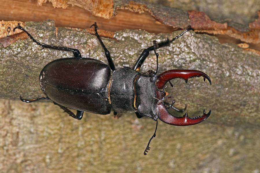 Lucanus cervus