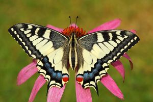 Papilio-machaon