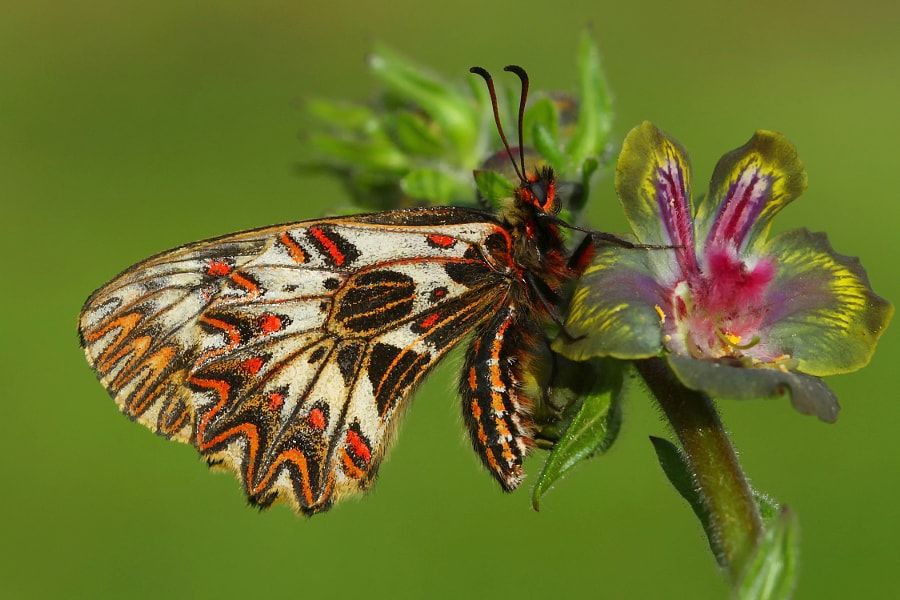 Zerynthia polyxena