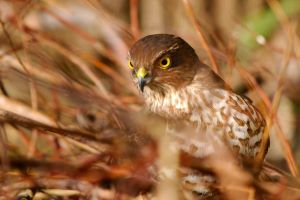Accipiter-nisus