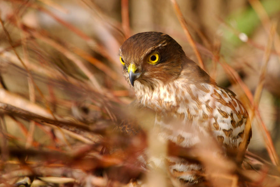 Accipiter-nisus