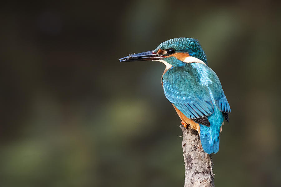 Alcedo-atthis
