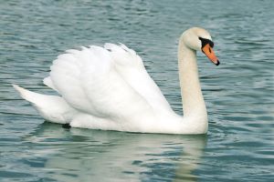Cygnus-olor