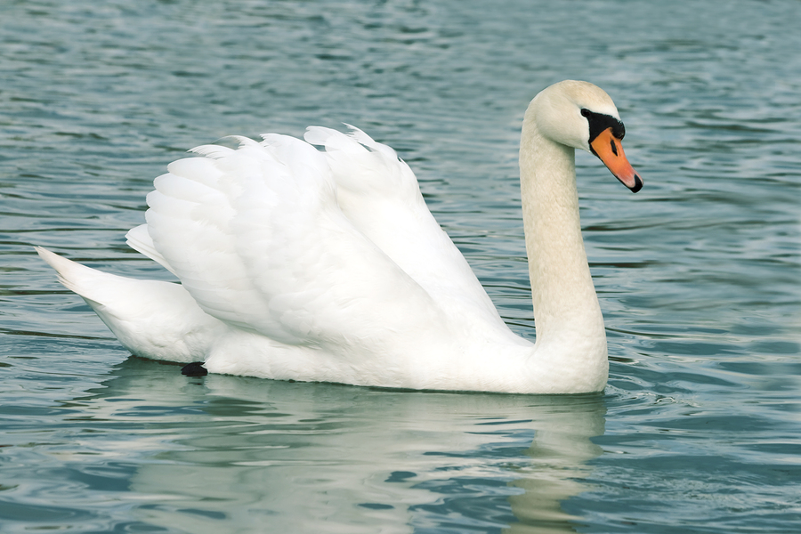Cygnus-olor