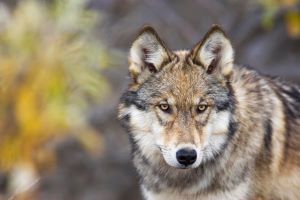 Canis-lupus