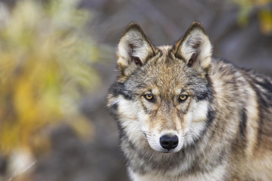 Canis lupus