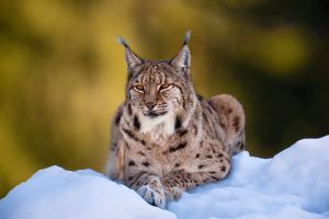Lynx-lynx