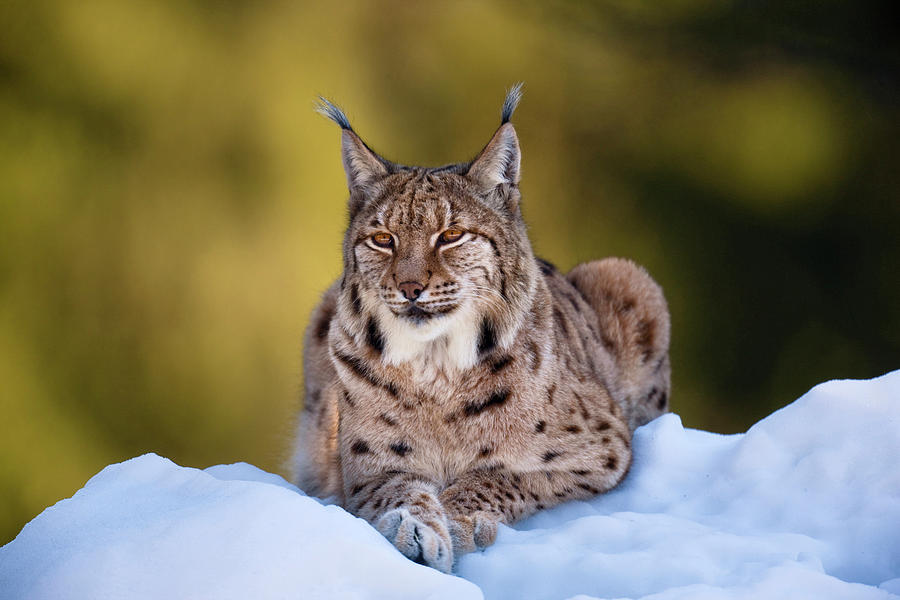 Lynx-lynx