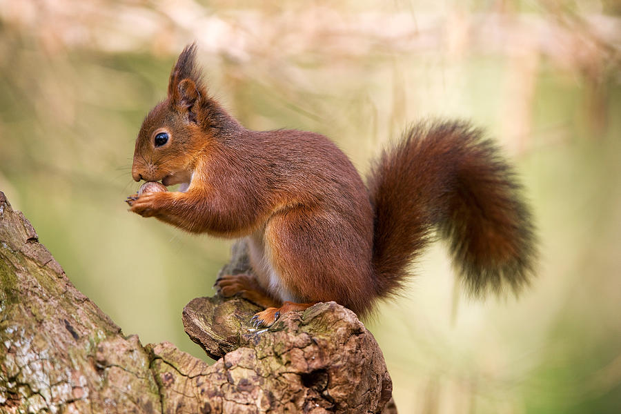 Sciurus-vulgaris