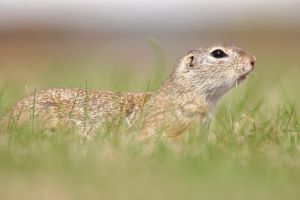 Spermophilus-citellus